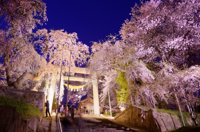 桜が咲き誇る烏帽子山公園